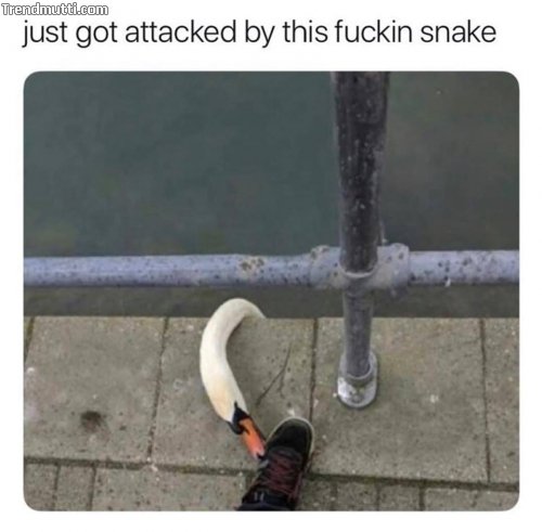 ttfnwd2t.jpg